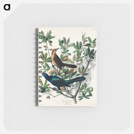 アートメモ帳-Boat-tailed Grackle from Birds of America
 - アメリカの鳥たち Memo.