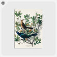 アートポストカード-Boat-tailed Grackle from Birds of America
 - アメリカの鳥たち Postcard.