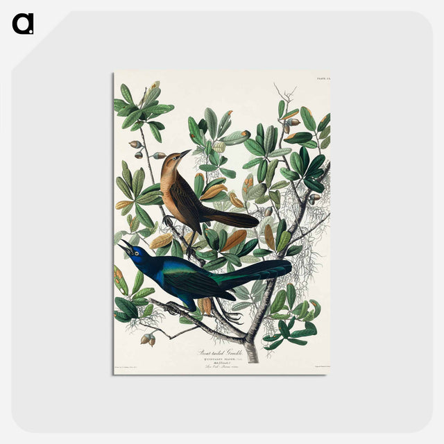 アートポストカード-Boat-tailed Grackle from Birds of America
 - アメリカの鳥たち Postcard.
