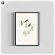 アートポスター-Chestnut-eared Finch
 - オーストラリアの鳥 Poster.