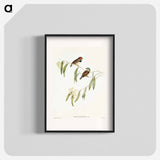 アートポスター-Chestnut-eared Finch
 - オーストラリアの鳥 Poster.