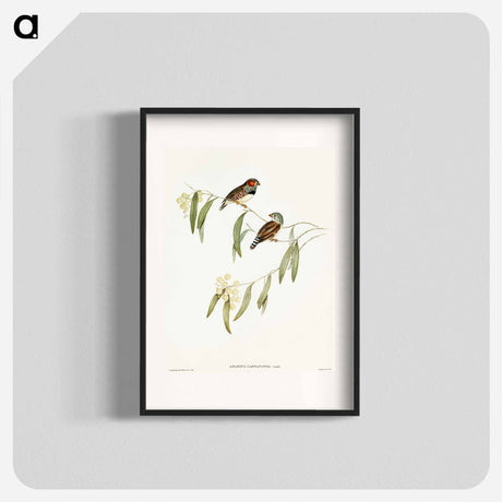 アートポスター-Chestnut-eared Finch
 - オーストラリアの鳥 Poster.