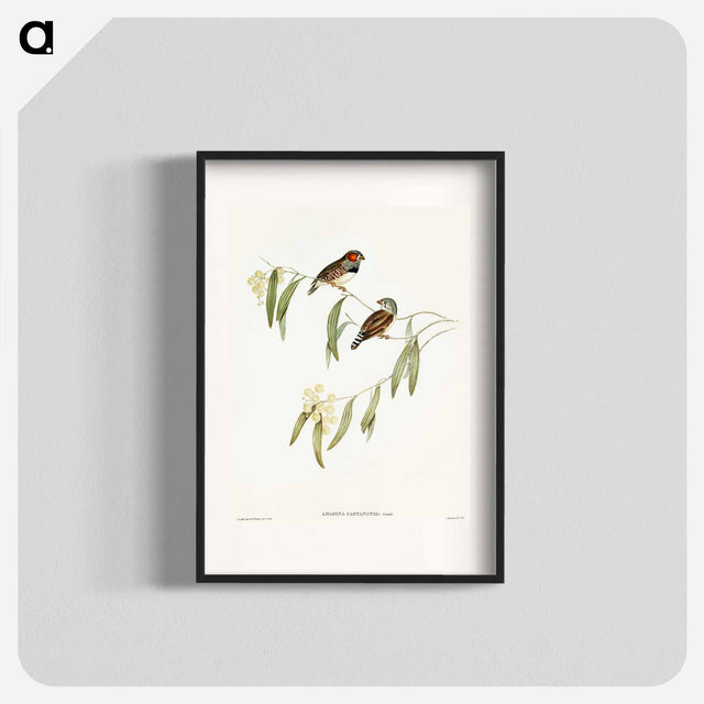 アートポスター-Chestnut-eared Finch
 - オーストラリアの鳥 Poster.