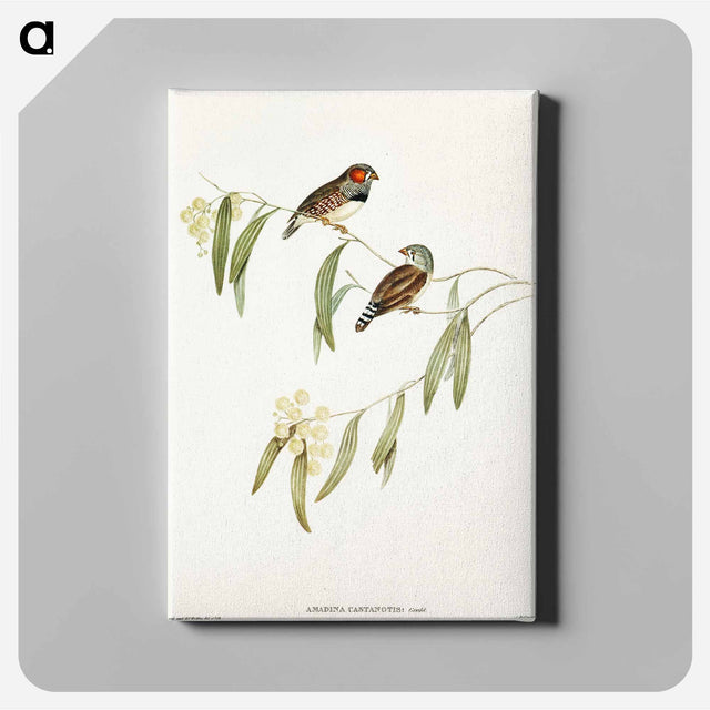 アートパネル-Chestnut-eared Finch
 - オーストラリアの鳥 Canvas.