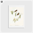 アートポストカード-Chestnut-eared Finch
 - オーストラリアの鳥 Postcard.