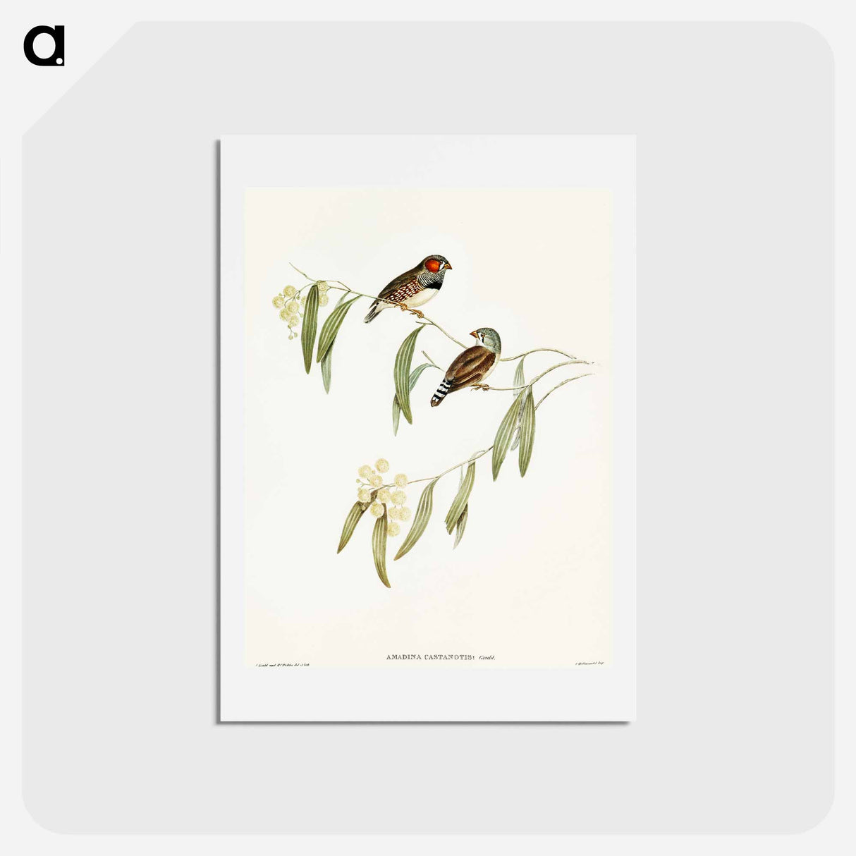 アートポストカード-Chestnut-eared Finch
 - オーストラリアの鳥 Postcard.