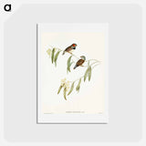 アートポストカード-Chestnut-eared Finch
 - オーストラリアの鳥 Postcard.