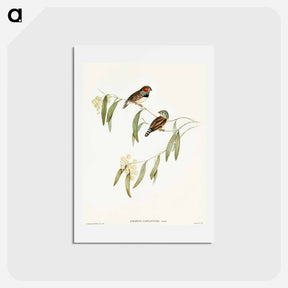 アートポストカード-Chestnut-eared Finch
 - オーストラリアの鳥 Postcard.