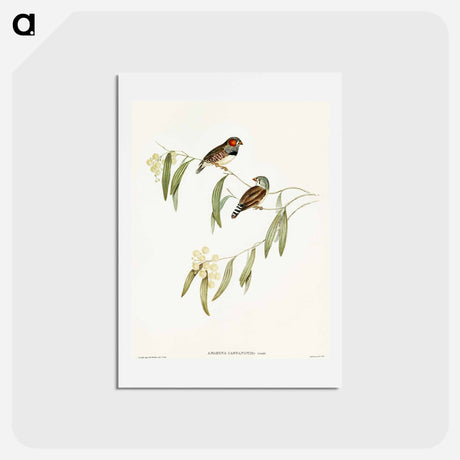 アートポストカード-Chestnut-eared Finch
 - オーストラリアの鳥 Postcard.