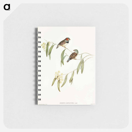 アートメモ帳-Chestnut-eared Finch
 - オーストラリアの鳥 Memo.
