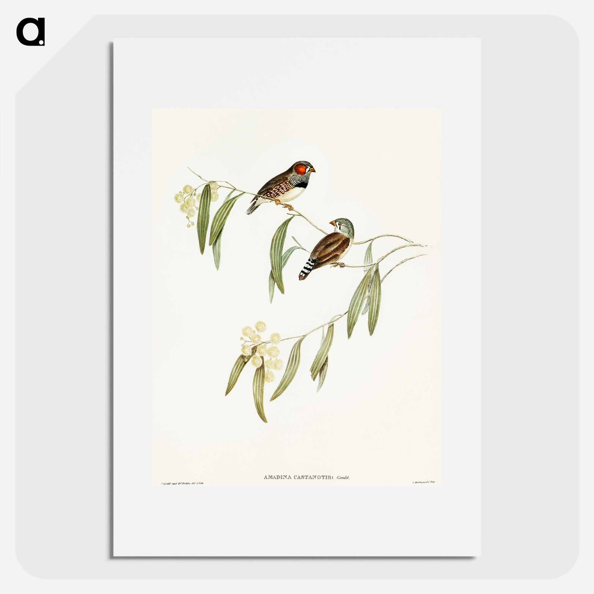 Chestnut-eared Finch
 - オーストラリアの鳥 Poster.