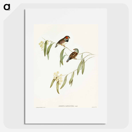 アートポスター-Chestnut-eared Finch
 - オーストラリアの鳥 Poster.