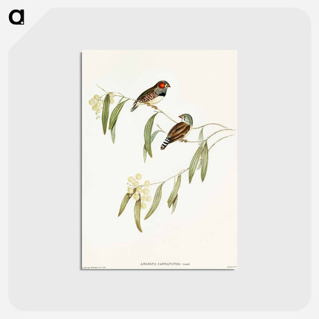 アートポストカード-Chestnut-eared Finch
 - オーストラリアの鳥 Postcard.