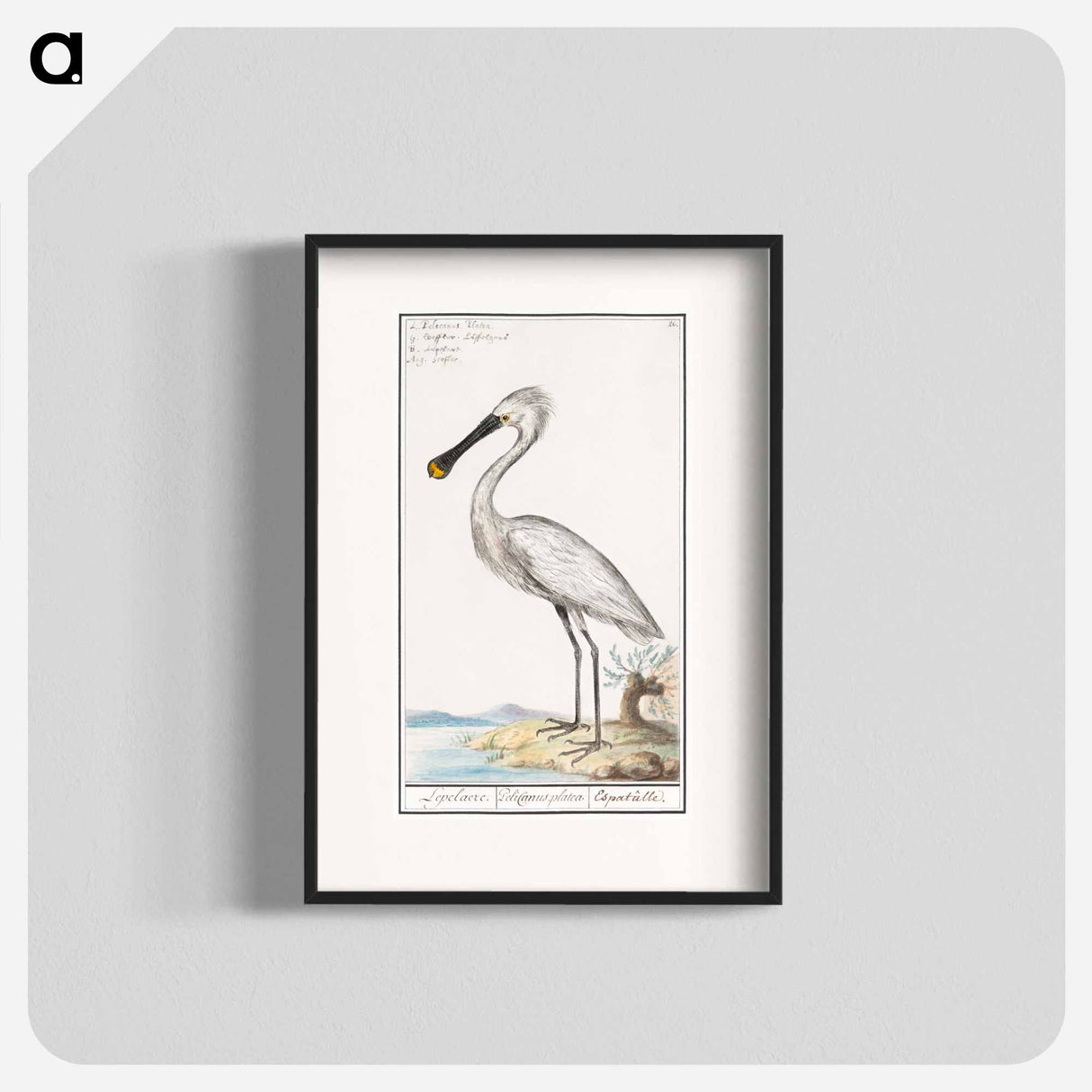 Spoonbill - アンセルムス ボエティウス デ ブート Poster.