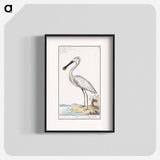 Spoonbill - アンセルムス ボエティウス デ ブート Poster.