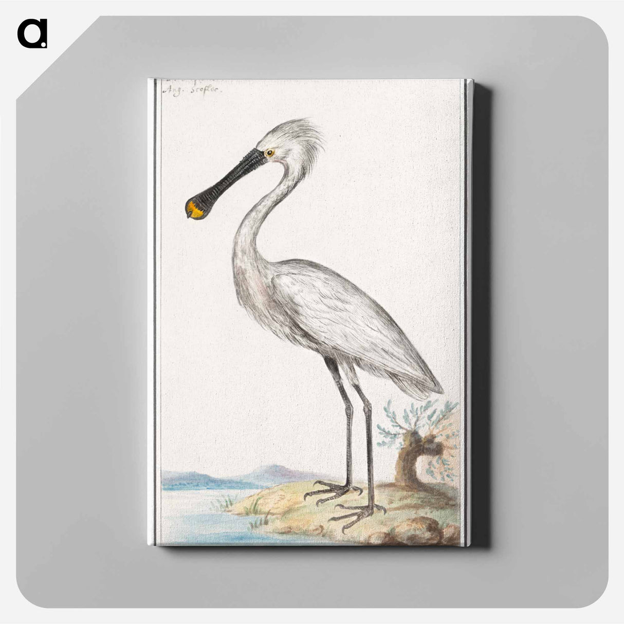 Spoonbill - アンセルムス ボエティウス デ ブート Canvas.