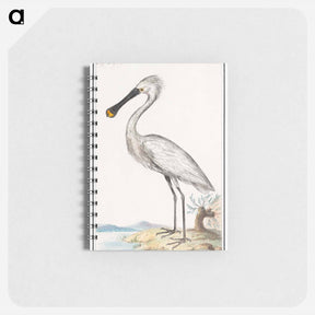 アートメモ帳-Spoonbill - アンセルムス ボエティウス デ ブート Memo.