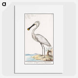Spoonbill - アンセルムス ボエティウス デ ブート Poster.