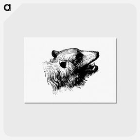 アートポストカード-Bear Engraving
 - 大英図書館 Postcard.