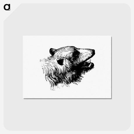 アートポストカード-Bear Engraving
 - 大英図書館 Postcard.