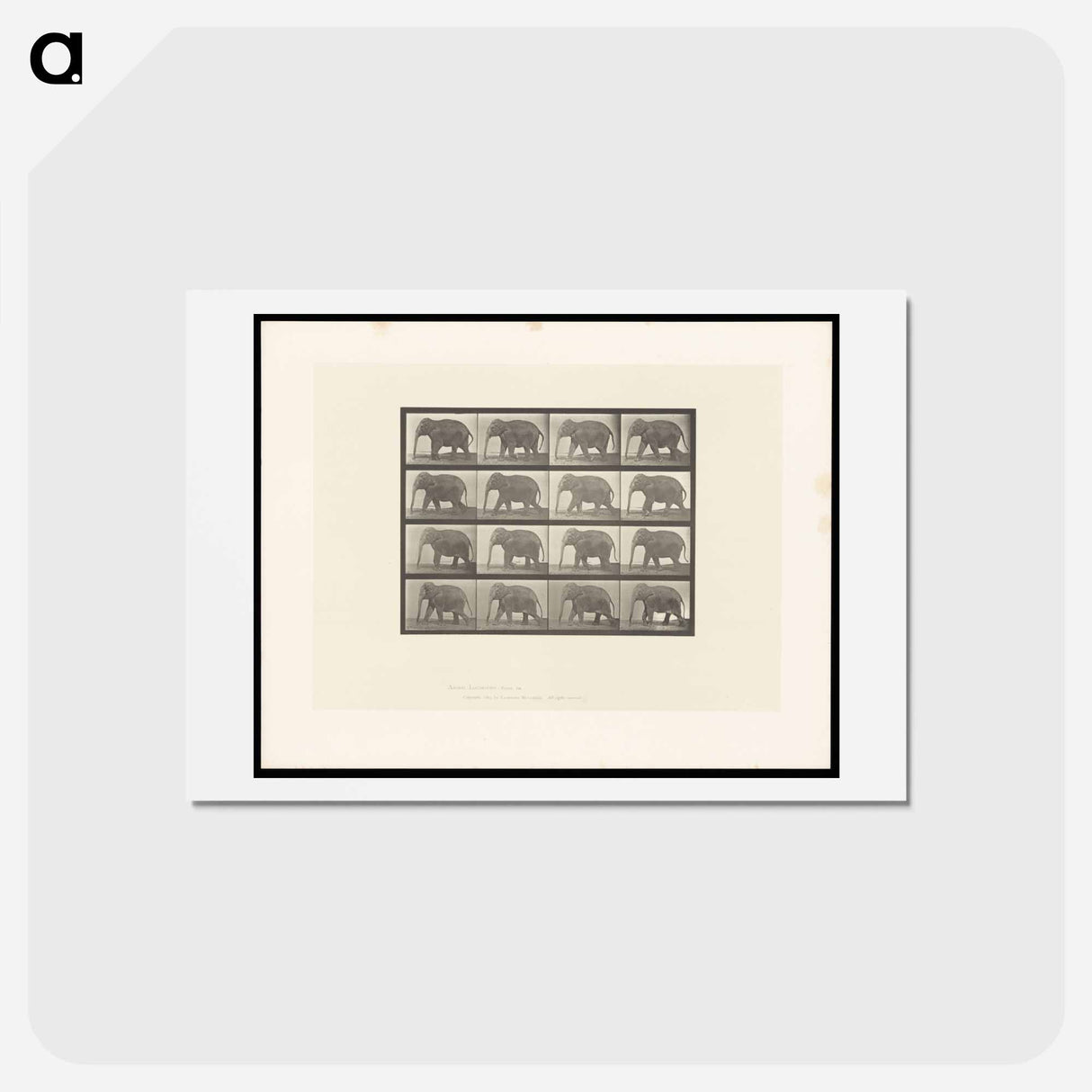 アートポストカード-Elephant Walking
 - エドワード マイブリッジ Postcard.