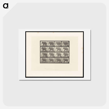 アートポストカード-Elephant Walking
 - エドワード マイブリッジ Postcard.