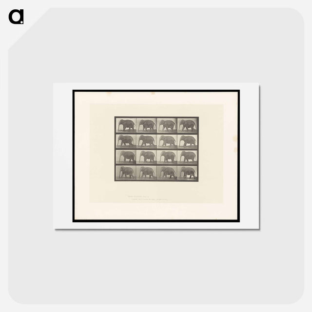 アートポストカード-Elephant Walking
 - エドワード マイブリッジ Postcard.