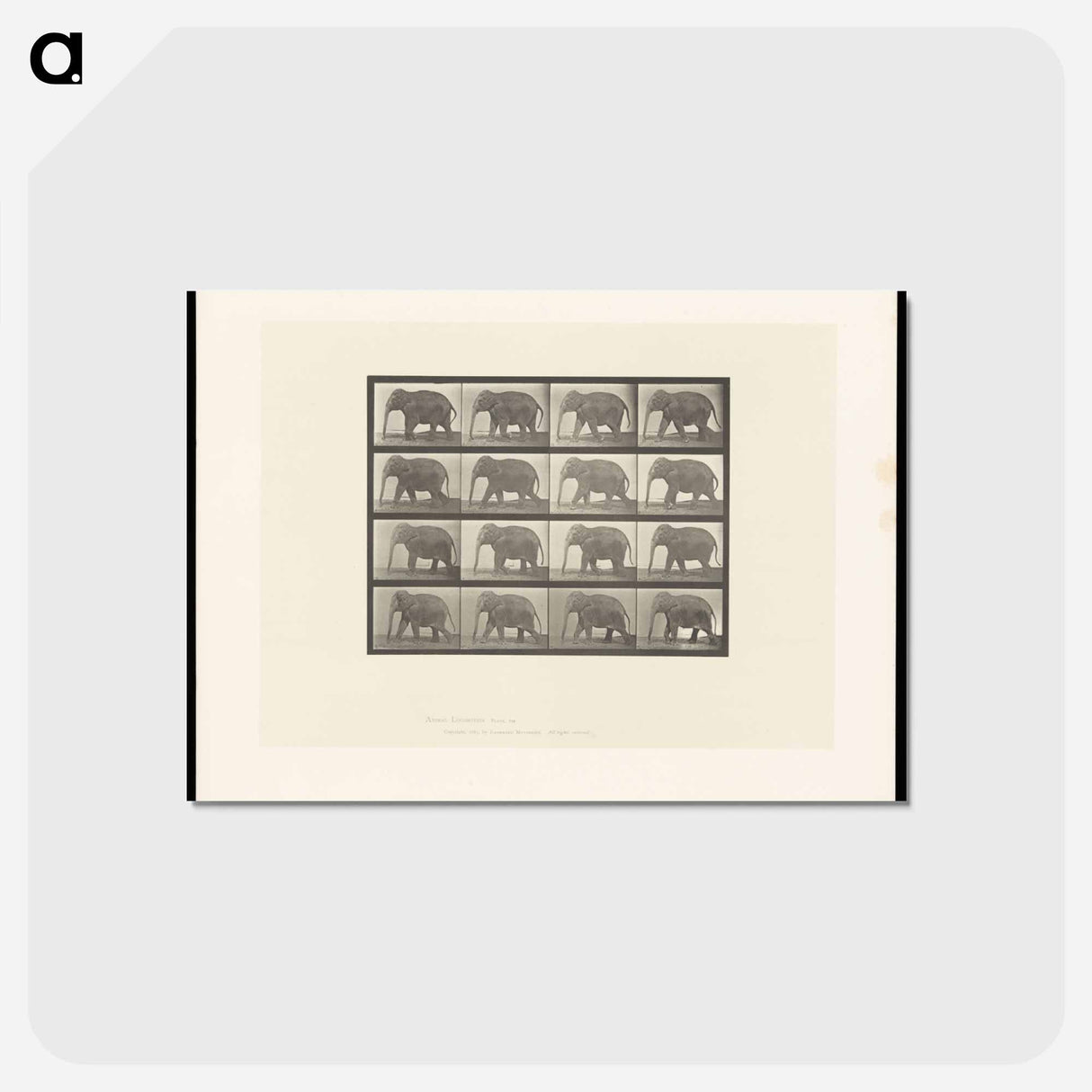 アートポストカード-Elephant Walking
 - エドワード マイブリッジ Postcard.
