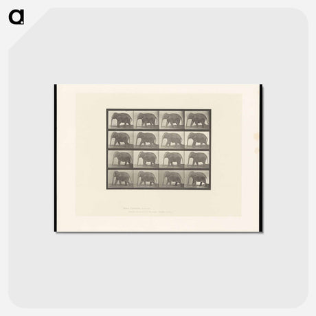アートポストカード-Elephant Walking
 - エドワード マイブリッジ Postcard.