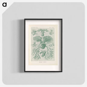 アートポスター-Ferns illustration from Kunstformen der Natur - エルンスト ヘッケル Poster.