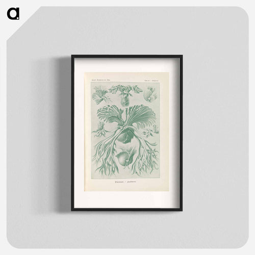 Ferns illustration from Kunstformen der Natur - エルンスト ヘッケル Poster.