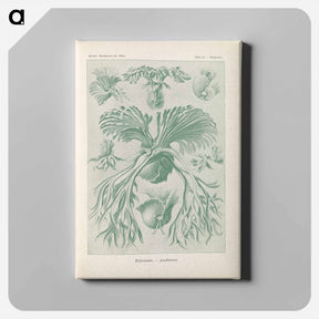 アートパネル-Ferns illustration from Kunstformen der Natur - エルンスト ヘッケル Canvas.