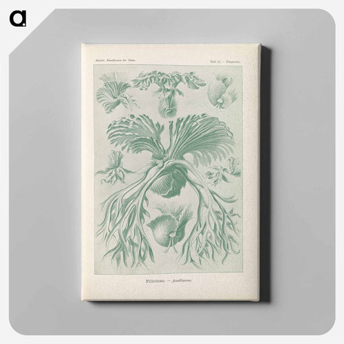 Ferns illustration from Kunstformen der Natur - エルンスト ヘッケル Canvas.