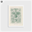 アートポストカード-Ferns illustration from Kunstformen der Natur - エルンスト ヘッケル Postcard.