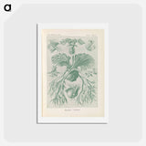 アートポストカード-Ferns illustration from Kunstformen der Natur - エルンスト ヘッケル Postcard.