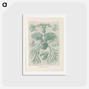 アートポストカード-Ferns illustration from Kunstformen der Natur - エルンスト ヘッケル Postcard.