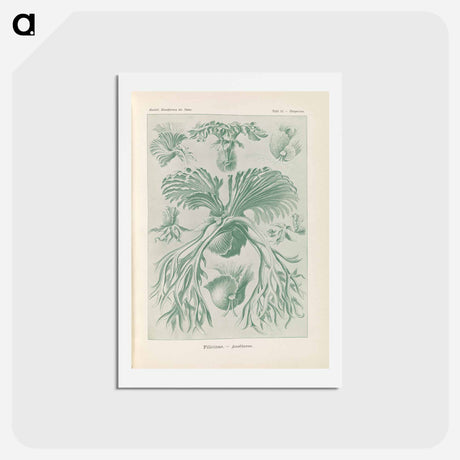 アートポストカード-Ferns illustration from Kunstformen der Natur - エルンスト ヘッケル Postcard.