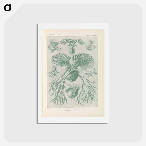 Ferns illustration from Kunstformen der Natur - エルンスト ヘッケル Postcard.