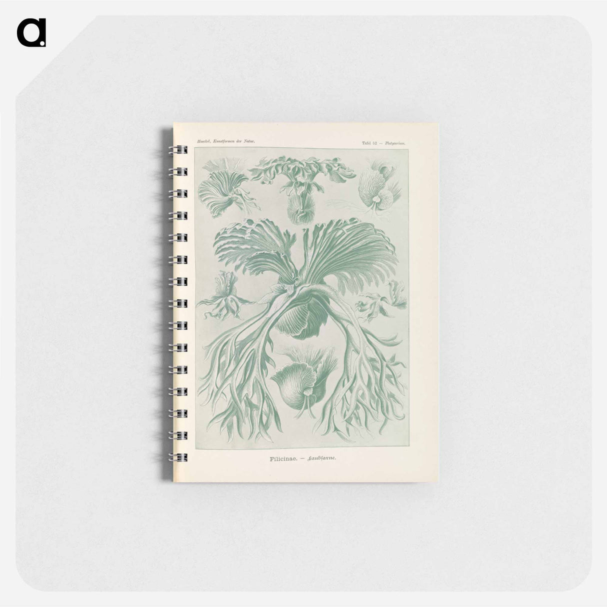 アートメモ帳-Ferns illustration from Kunstformen der Natur - エルンスト ヘッケル Memo.