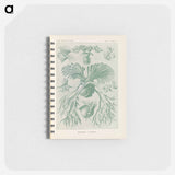 アートメモ帳-Ferns illustration from Kunstformen der Natur - エルンスト ヘッケル Memo.