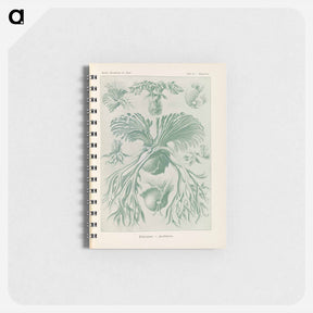 アートメモ帳-Ferns illustration from Kunstformen der Natur - エルンスト ヘッケル Memo.