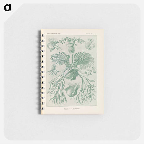 アートメモ帳-Ferns illustration from Kunstformen der Natur - エルンスト ヘッケル Memo.