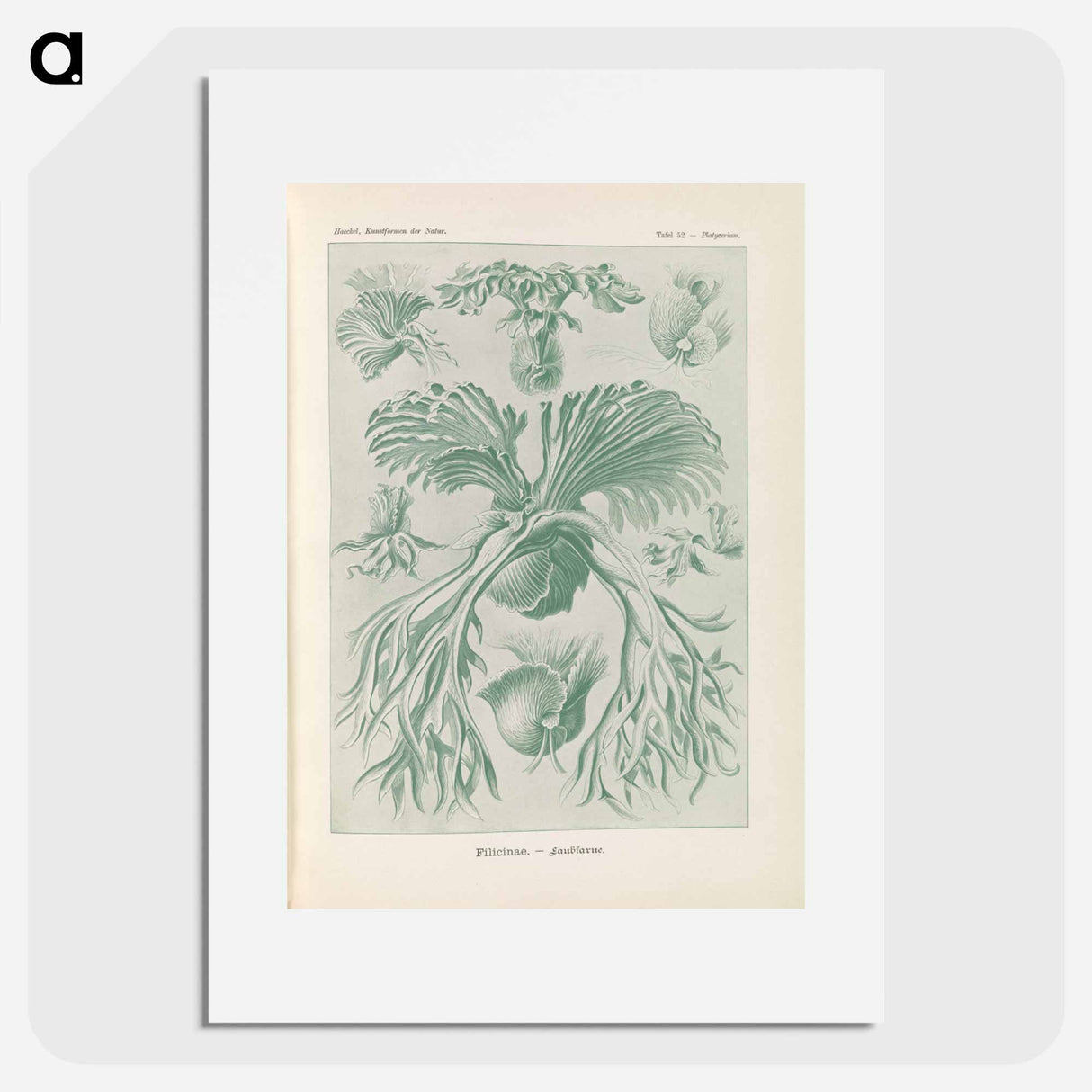 Ferns illustration from Kunstformen der Natur - エルンスト ヘッケル Poster.