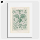 Ferns illustration from Kunstformen der Natur - エルンスト ヘッケル Poster.