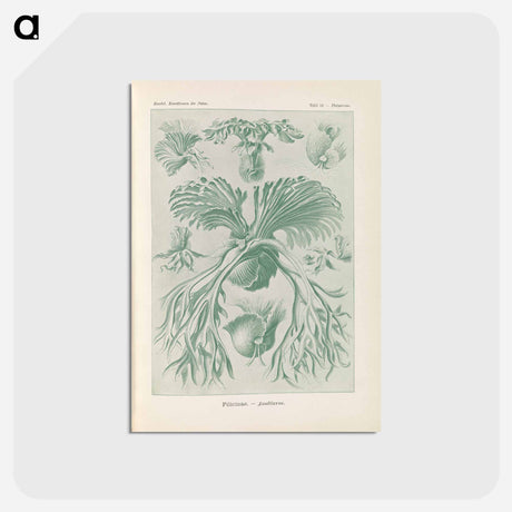 アートポストカード-Ferns illustration from Kunstformen der Natur - エルンスト ヘッケル Postcard.