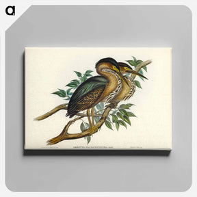アートパネル-Thick-billed Green Bittern
 - ジョン グールド Canvas.