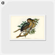 アートポストカード-Thick-billed Green Bittern
 - ジョン グールド Postcard.