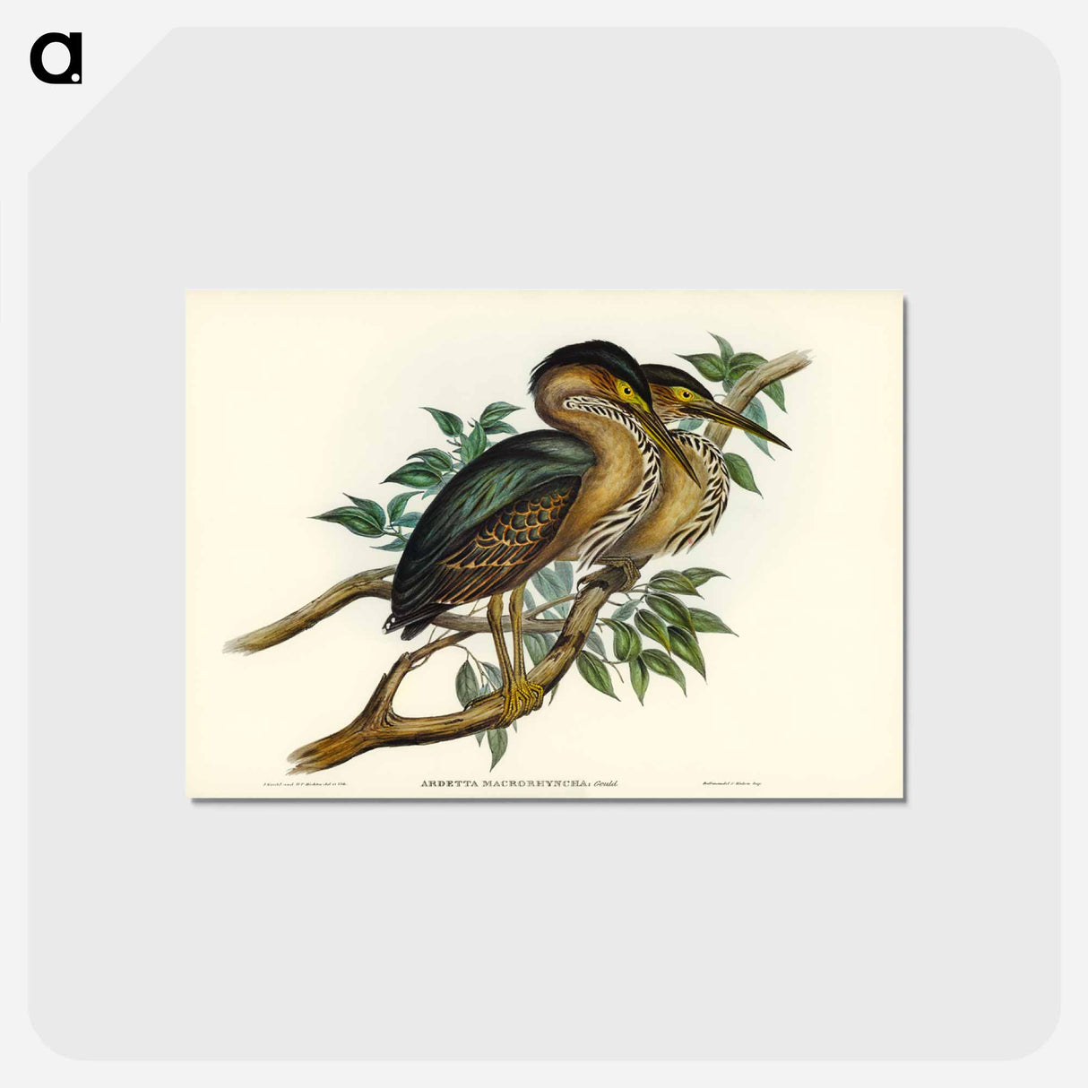 アートポストカード-Thick-billed Green Bittern
 - ジョン グールド Postcard.