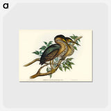 アートポストカード-Thick-billed Green Bittern
 - ジョン グールド Postcard.