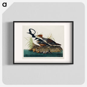 アートポスター-Hooded Merganser
 - ジョン ジェームス オーデュボン Poster.
